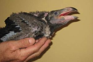 Unveil the Enigmatic World of African Ravens: Discoveries and Insights | Africa Unveiled: Nature, Culture, and History