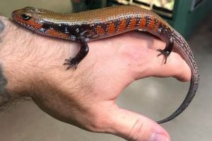Unveiling the Secrets of African Fire Skinks: A Comprehensive Guide to Ownership and Care Africa Unveiled: Nature, Culture, and History Unveiling the Secrets of African Fire Skinks: A Comprehensive Guide to Ownership and Care | Africa Unveiled: Nature, Culture, and History