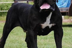 Unveiling the Secrets of South African Boerboel Breeders in Texas Africa Unveiled: Nature, Culture, and History Unveiling the Secrets of South African Boerboel Breeders in Texas | Africa Unveiled: Nature, Culture, and History