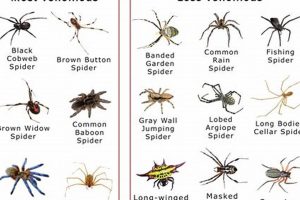 Unveiling the Enigmatic World of Spiders in South Africa Africa Unveiled: Nature, Culture, and History Unveiling the Enigmatic World of Spiders in South Africa | Africa Unveiled: Nature, Culture, and History