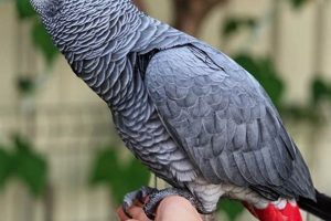 Discover the Enchanting World of African Greys Near You Africa Unveiled: Nature, Culture, and History Discover the Enchanting World of African Greys Near You | Africa Unveiled: Nature, Culture, and History