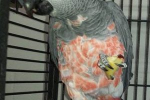 Unveiling the Secrets: Discover Affordable African Grey Parrots for Sale Africa Unveiled: Nature, Culture, and History Unveiling the Secrets: Discover Affordable African Grey Parrots for Sale | Africa Unveiled: Nature, Culture, and History