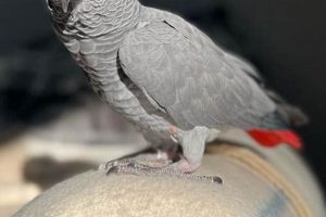 Dive into the World of African Grey Parrots for Sale in Georgia: Uncover Hidden Gems and Expert Advice Africa Unveiled: Nature, Culture, and History Dive into the World of African Grey Parrots for Sale in Georgia: Uncover Hidden Gems and Expert Advice | Africa Unveiled: Nature, Culture, and History