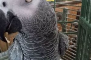 Unveiling the Secrets of African Grey Parrots in North Carolina: A Comprehensive Guide Africa Unveiled: Nature, Culture, and History Unveiling the Secrets of African Grey Parrots in North Carolina: A Comprehensive Guide | Africa Unveiled: Nature, Culture, and History