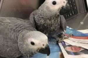 Unveil the Enchanting World of African Grey Parrots for Sale in North Carolina Africa Unveiled: Nature, Culture, and History Unveil the Enchanting World of African Grey Parrots for Sale in North Carolina | Africa Unveiled: Nature, Culture, and History