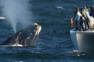 Discover the Wonders of Whale Watching in South Africa: Unveiling Nature's Majestic Secrets | Africa Unveiled: Nature, Culture, and History