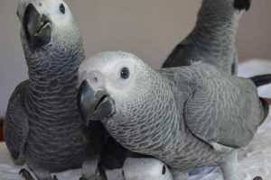 Unveiling the World of African Grey Parrots for Sale in California: A Comprehensive Guide Africa Unveiled: Nature, Culture, and History Unveiling the World of African Grey Parrots for Sale in California: A Comprehensive Guide | Africa Unveiled: Nature, Culture, and History