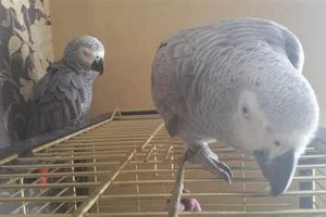 Unveiling the Secrets of African Grey Parrots: Your Guide to Sale in Jacksonville, FL Africa Unveiled: Nature, Culture, and History Unveiling the Secrets of African Grey Parrots: Your Guide to Sale in Jacksonville, FL | Africa Unveiled: Nature, Culture, and History