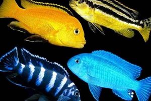 Unveiling the Wonders of Cichlids in South Africa Africa Unveiled: Nature, Culture, and History Unveiling the Wonders of Cichlids in South Africa | Africa Unveiled: Nature, Culture, and History