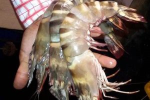 Unlock the Secrets of African Tiger Prawns: Discover the Ultimate Seafood Delicacy Africa Unveiled: Nature, Culture, and History Unlock the Secrets of African Tiger Prawns: Discover the Ultimate Seafood Delicacy | Africa Unveiled: Nature, Culture, and History