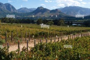 Unveiling Haute Cabriere: A Journey of Sparkling Excellence in South Africa | Africa Unveiled: Nature, Culture, and History