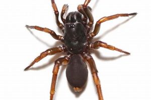 Unveiling the Secrets of African Trapdoor Spiders for Sale | Africa Unveiled: Nature, Culture, and History