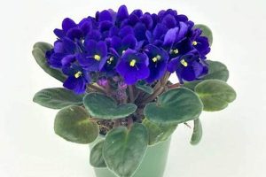 Unveil the Wonder of African Violet Plants Near You! Africa Unveiled: Nature, Culture, and History Unveil the Wonder of African Violet Plants Near You! | Africa Unveiled: Nature, Culture, and History
