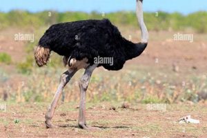 Unveil the Secrets of the South African Ostrich: A Journey of Discovery and Fascination | Africa Unveiled: Nature, Culture, and History