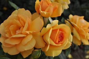 Discover the Enchanting World of Roses in South Africa Africa Unveiled: Nature, Culture, and History Discover the Enchanting World of Roses in South Africa | Africa Unveiled: Nature, Culture, and History