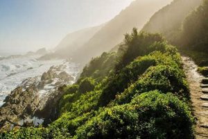Unveil the Secrets of South Africa's Forests: Discoveries and Insights Within | Africa Unveiled: Nature, Culture, and History