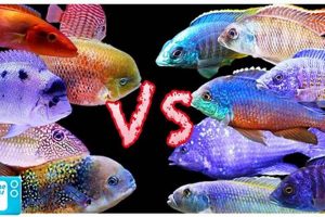 Unveiling the Enigmatic Differences: African vs. South American Cichlids Africa Unveiled: Nature, Culture, and History Unveiling the Enigmatic Differences: African vs. South American Cichlids | Africa Unveiled: Nature, Culture, and History