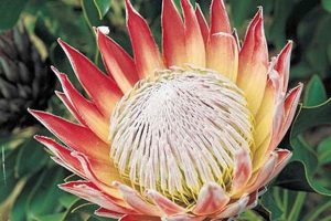 Unveil the Rich Tapestry: South Africa's National Symbols Africa Unveiled: Nature, Culture, and History Unveil the Rich Tapestry: South Africa's National Symbols | Africa Unveiled: Nature, Culture, and History