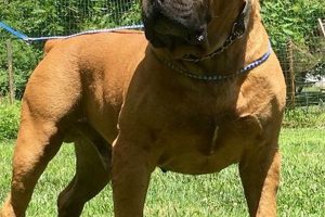 Unveiling the True Cost of Owning a South African Boerboel Africa Unveiled: Nature, Culture, and History Unveiling the True Cost of Owning a South African Boerboel | Africa Unveiled: Nature, Culture, and History