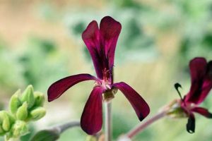 Unveiling the Enchanting World of South African Geraniums: A Journey of Discovery Africa Unveiled: Nature, Culture, and History Unveiling the Enchanting World of South African Geraniums: A Journey of Discovery | Africa Unveiled: Nature, Culture, and History