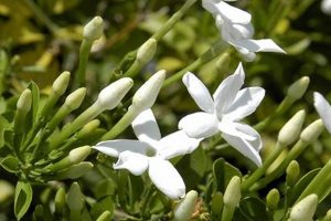 Unveiling the Enchanting World of South African Jasmine: Discoveries and Insights Africa Unveiled: Nature, Culture, and History Unveiling the Enchanting World of South African Jasmine: Discoveries and Insights | Africa Unveiled: Nature, Culture, and History