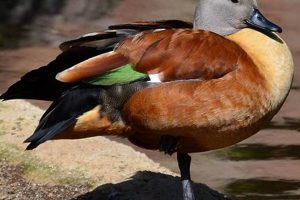 Unlock the Wonders of the South African Shelduck: Discoveries and Insights Africa Unveiled: Nature, Culture, and History Unlock the Wonders of the South African Shelduck: Discoveries and Insights | Africa Unveiled: Nature, Culture, and History
