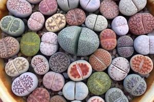 Uncover the Enchanting World of South African Succulents: Discoveries and Insights Await Africa Unveiled: Nature, Culture, and History Uncover the Enchanting World of South African Succulents: Discoveries and Insights Await | Africa Unveiled: Nature, Culture, and History