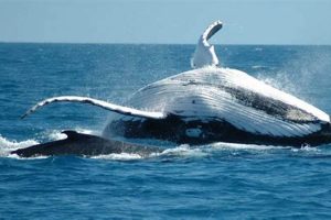 Uncover the Enchanting World of Whales in South Africa Africa Unveiled: Nature, Culture, and History Uncover the Enchanting World of Whales in South Africa | Africa Unveiled: Nature, Culture, and History