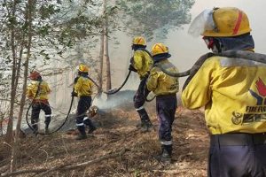 Unveiling the Power of Wildfire Management: Discoveries from Working on Fire South Africa | Africa Unveiled: Nature, Culture, and History