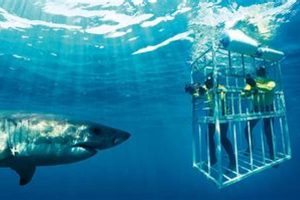 Dive into Shark Alley: Unravel the Secrets of South Africa's Shark Paradise | Africa Unveiled: Nature, Culture, and History