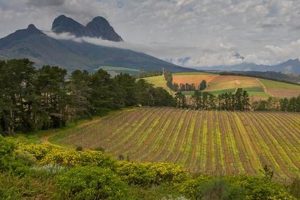 Unveiling Delheim South Africa: A Haven of Award-Winning Wines and Sustainable Practices | Africa Unveiled: Nature, Culture, and History