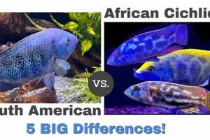 Unveiling the Secrets: African Cichlids vs South American Cichlids | Africa Unveiled: Nature, Culture, and History