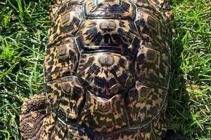 Uncover the Enigmatic Giant South African Leopard Tortoise Africa Unveiled: Nature, Culture, and History Uncover the Enigmatic Giant South African Leopard Tortoise | Africa Unveiled: Nature, Culture, and History