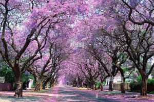 Unveiling the Magic: Discover Pretoria's Jacaranda Wonderland Africa Unveiled: Nature, Culture, and History Unveiling the Magic: Discover Pretoria's Jacaranda Wonderland | Africa Unveiled: Nature, Culture, and History