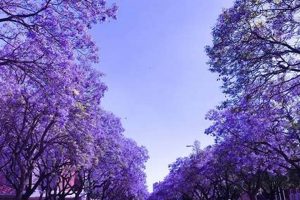Uncover the Enchanting World of Jacaranda Trees in Pretoria, South Africa Africa Unveiled: Nature, Culture, and History Uncover the Enchanting World of Jacaranda Trees in Pretoria, South Africa | Africa Unveiled: Nature, Culture, and History