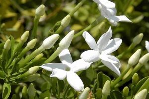 Unveil the Secrets of Jasmine: Discoveries and Insights from the South Africa Unveiled: Nature, Culture, and History Unveil the Secrets of Jasmine: Discoveries and Insights from the South | Africa Unveiled: Nature, Culture, and History