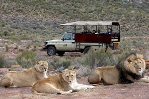 Unveil Cape Town's Animal Wonders: A Journey of Discovery Africa Unveiled: Nature, Culture, and History Unveil Cape Town's Animal Wonders: A Journey of Discovery | Africa Unveiled: Nature, Culture, and History