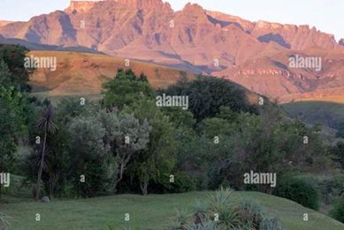 Discover the Enchanting Beauty of Champagne Castle Mountain, South Africa Africa Unveiled: Nature, Culture, and History Discover the Enchanting Beauty of Champagne Castle Mountain, South Africa | Africa Unveiled: Nature, Culture, and History