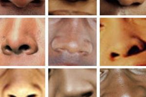 Unlocking the Enigmatic Beauty and Significance of African American Noses Africa Unveiled: Nature, Culture, and History Unlocking the Enigmatic Beauty and Significance of African American Noses | Africa Unveiled: Nature, Culture, and History