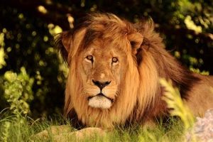 Discover the Enchanting Wilderness of Schotia Safari South Africa Africa Unveiled: Nature, Culture, and History Discover the Enchanting Wilderness of Schotia Safari South Africa | Africa Unveiled: Nature, Culture, and History