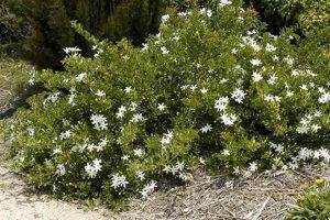 Unlock the Enchanting World of the South African Jasmine Africa Unveiled: Nature, Culture, and History Unlock the Enchanting World of the South African Jasmine | Africa Unveiled: Nature, Culture, and History