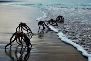Unveiling the Enigmatic World of South African Sea Spiders Africa Unveiled: Nature, Culture, and History Unveiling the Enigmatic World of South African Sea Spiders | Africa Unveiled: Nature, Culture, and History
