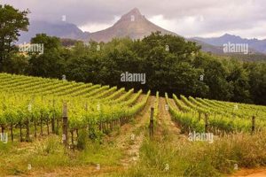 Unveiling the Enchanting World of Rustenberg Wine South Africa Africa Unveiled: Nature, Culture, and History Unveiling the Enchanting World of Rustenberg Wine South Africa | Africa Unveiled: Nature, Culture, and History